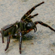 Hembra de Atrax Robustus en la postura clásica que usan para amenazar. Foto: Wikipedia